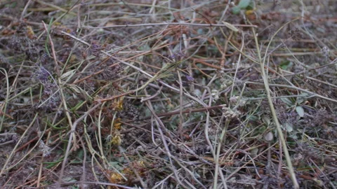 Altai herbs Stock Footage 171762454