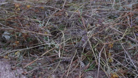 Altai herbs Stock Footage 171765410