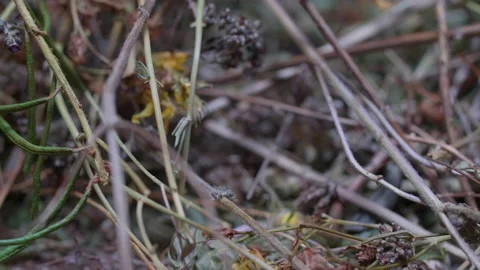 Altai herbs Stock Footage 171765446