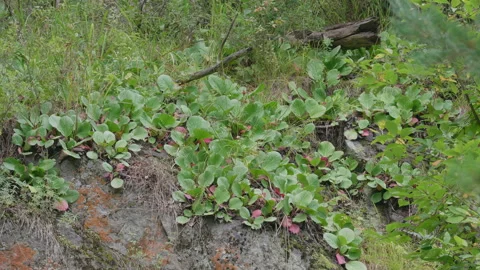 Altai herbs in the forest Stock Footage 171663391