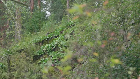Altai herbs in the taiga Stock Footage 171664883