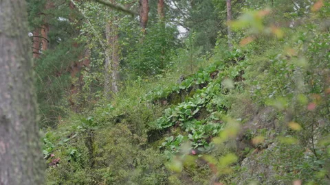 Altai herbs in the taiga Stock Footage 171665742