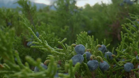 Altai juniper and berries Stock Footage 167368248