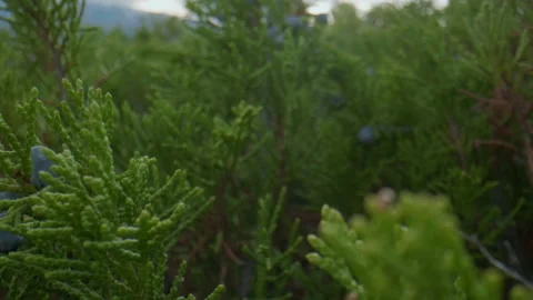 Altai juniper and berries Stock Footage