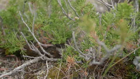 Altai juniper and branches Stock Footage 167620868