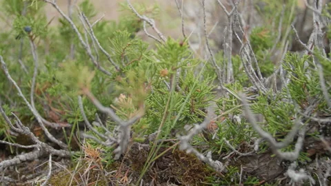 Altai juniper and branches Stock Footage 168157638