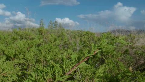 Altai juniper and clouds Stock Footage 167368046