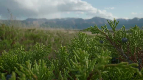 Altai juniper and clouds Stock Footage 167483522