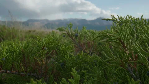 Altai juniper and clouds Stock Footage 167619909