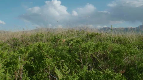 Altai juniper and clouds Stock Footage 168156439