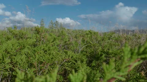 Altai juniper and clouds Stock Footage 168362502