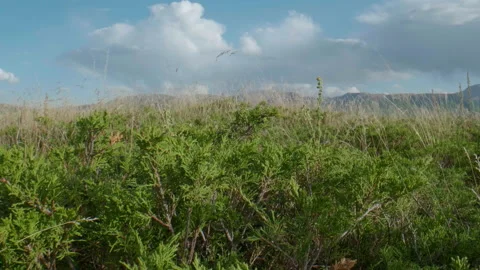 Altai juniper and clouds Stock Footage 168439255