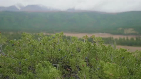 Altai juniper and mountains Stock Footage 167370414