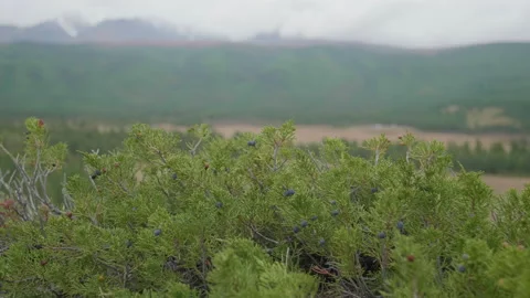 Altai juniper and mountains Stock Footage 167483873
