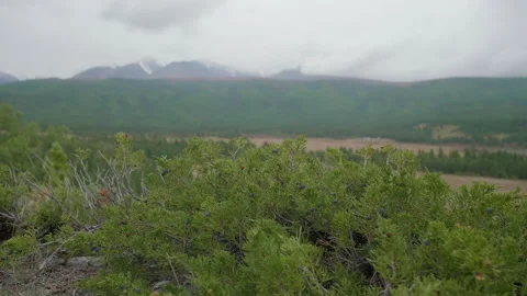 Altai juniper and mountains Stock Footage 167620735