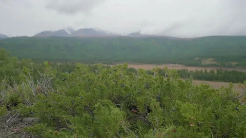 Altai juniper and mountains Stock Footage 168157482