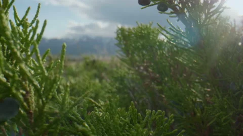 Altai juniper and sunshine Stock Footage 168439841