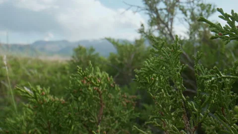 Altai juniper Stock Footage 167483576