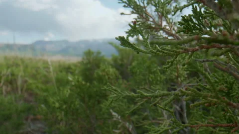 Altai juniper Stock Footage 167619883