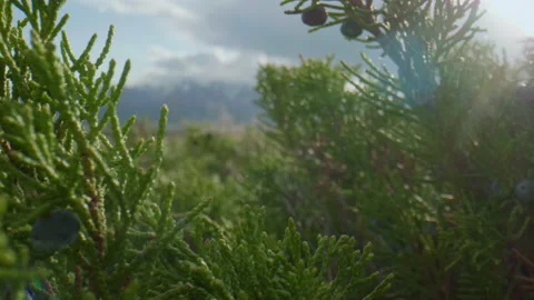 Altai juniper Stock Footage 168362572