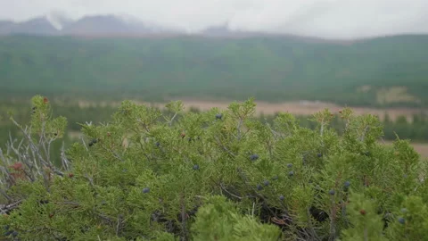 Altai juniper Stock Footage 168441497
