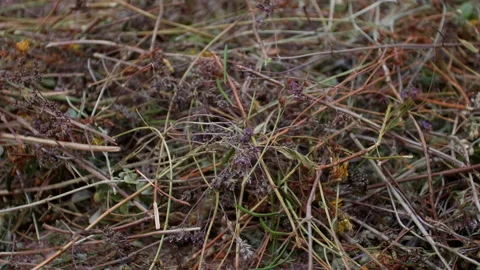 Altai mountain herbs Stock Footage 201170668