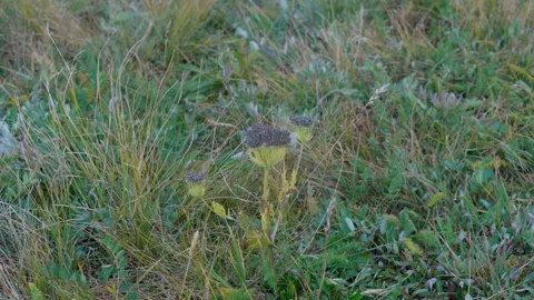 Altai mountain plant Stock Footage 167364425