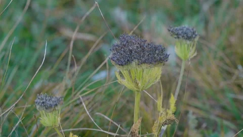 Altai mountain plant Stock Footage 168434677