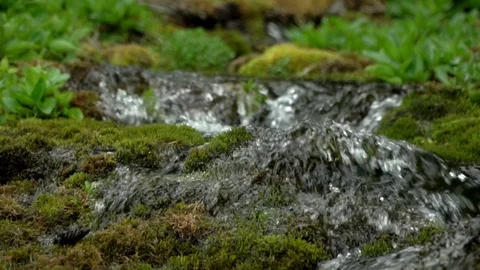 .Altai. A mountain stream after a rain. Magical scenery of rainforest and river Stock Footage 101170815