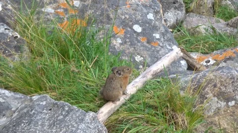 Altai pika (Ochotona alpina) sits in the grass, eats grass Stock Footage
