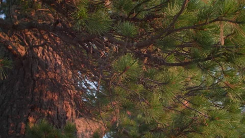 Altai pine Stock Footage 167372574