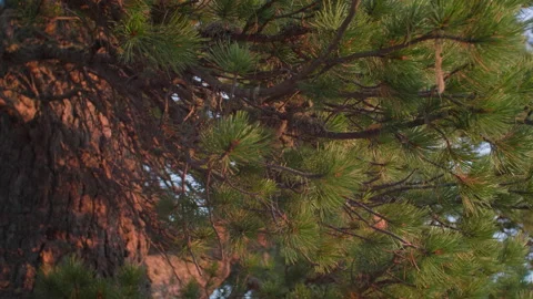 Altai pine Stock Footage 167484085