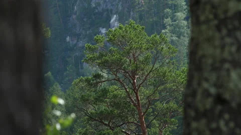Altai pine Stock Footage 204108178