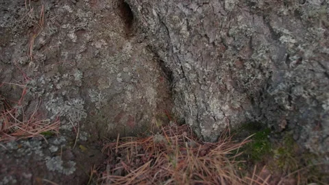 Altai pine roots and fallen needles Stock Footage 167373279