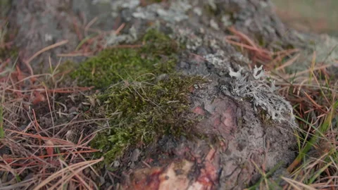 Altai pine roots and fallen needles Stock Footage 167484261