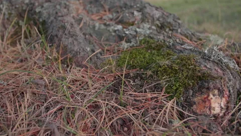 Altai pine roots and fallen needles Stock Footage 167622309