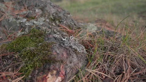 Altai pine roots and fallen needles Stock Footage 168159673