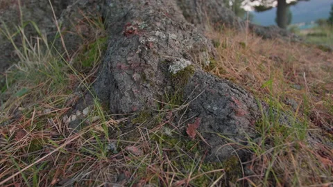 Altai pine roots and fallen needles Stock Footage 168443511