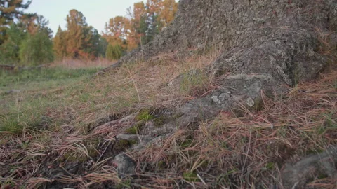 Altai pine roots and grass Stock Footage 167372949