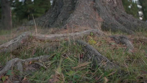 Altai pine roots and grass Stock Footage 167484284