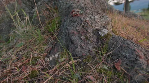 Altai pine roots and grass Stock Footage 167622013