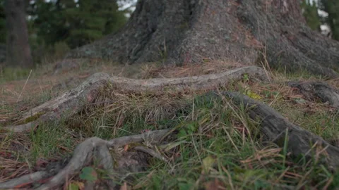 Altai pine roots and grass Stock Footage 167622063