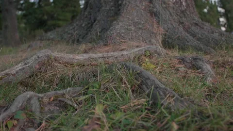 Altai pine roots and grass Stock Footage 168159428