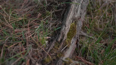 Altai pine roots and grass Stock Footage 168443546