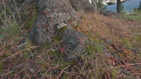 Altai pine roots Stock Footage 168159322