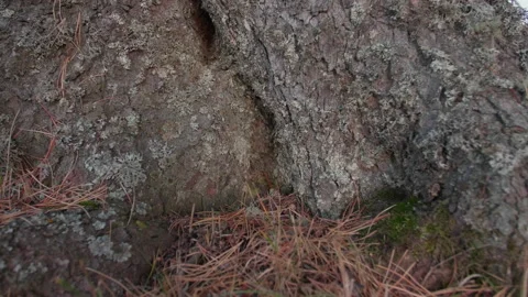 Altai pine roots Stock Footage 168444032