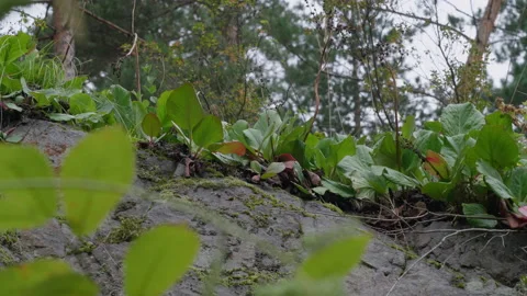 Altai plants in the forest Stock Footage 171724395