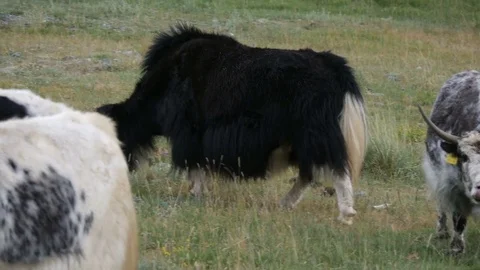 Altai Yak in the pasture Stock Footage 82895844