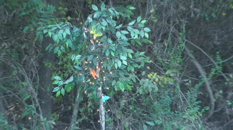 Altar09 Stock Footage 557997