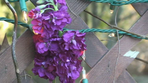 Altar10 Stock Footage 558032